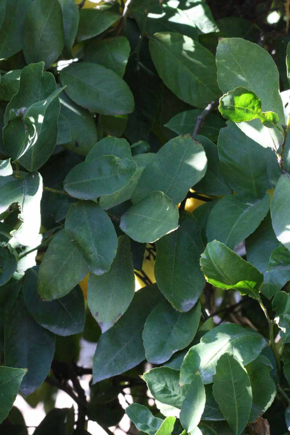              Shade leaves (Riverside, CA)       